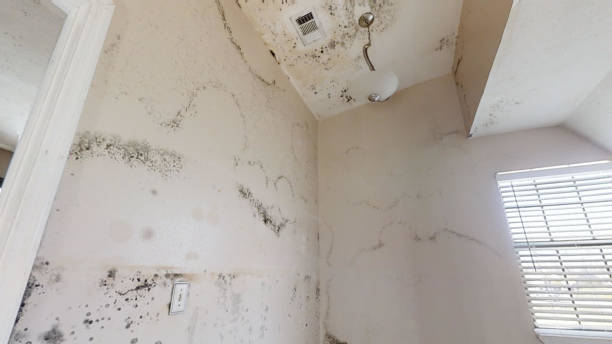 Best Forensic Mold Investigation  in Wakefield, MI