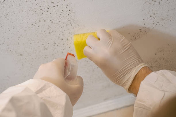 Mold Documentation for Insurance Claims in Wakefield, MI